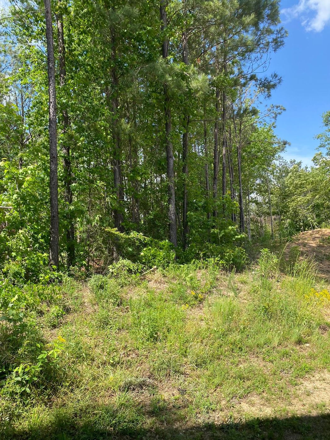 Before: the lot overgrown, trees and brush wall to wall