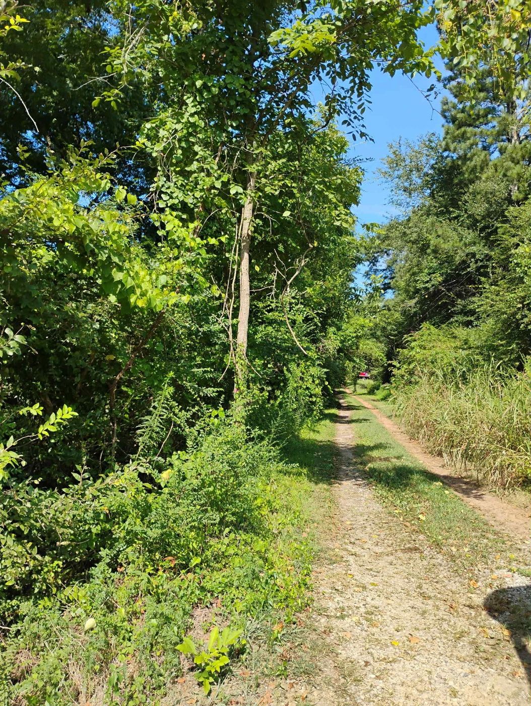 Before: narrow driveway the woods had grown over